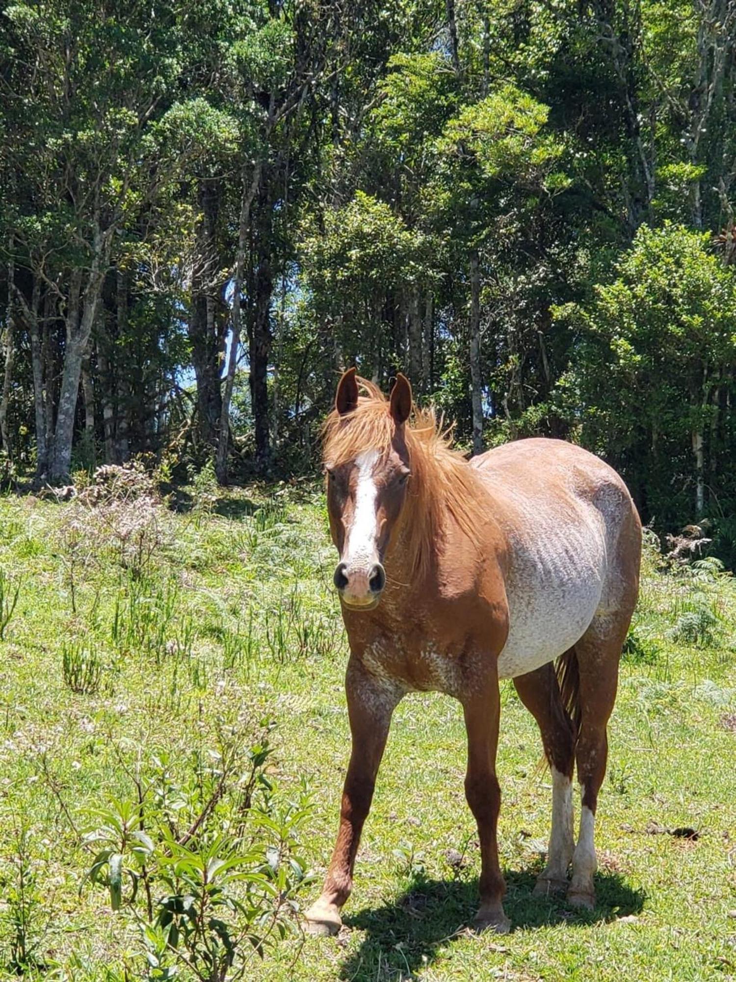 Вилла Rancho Sol Poente - Rancho Queimado - Sc Экстерьер фото