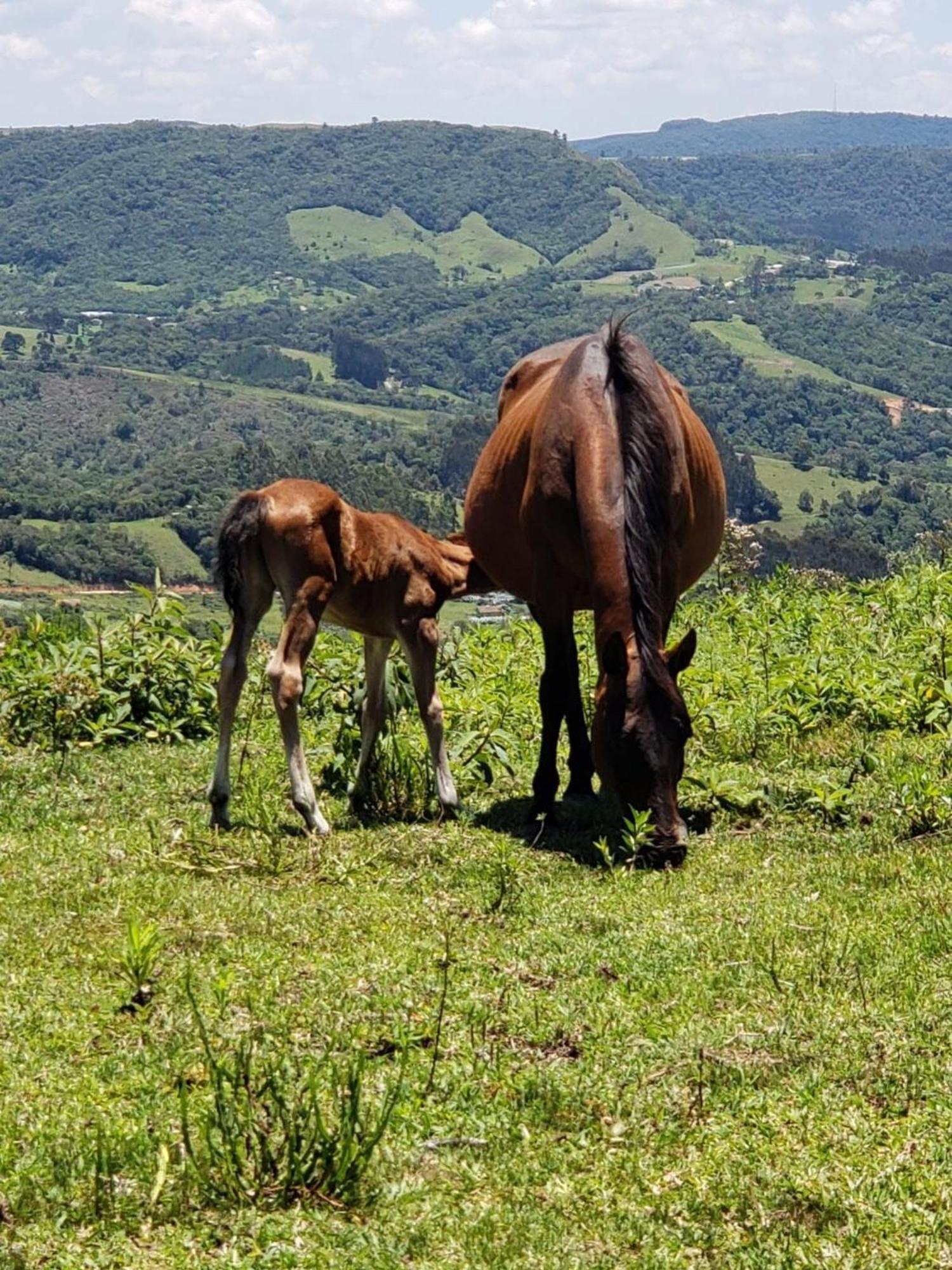 Вилла Rancho Sol Poente - Rancho Queimado - Sc Экстерьер фото